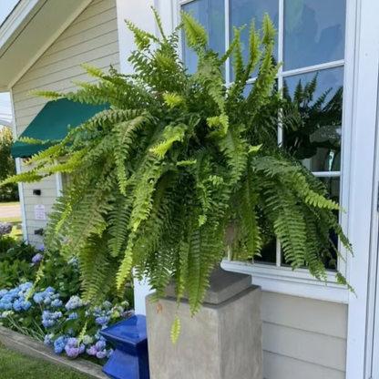 🌿UV Resistant Lifelike Artificial Boston Fern